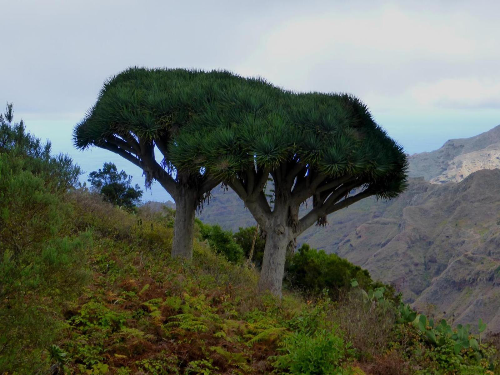 Armonia Park, Tenerife Bajamar  Eksteriør billede